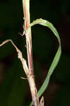 Slender looseflower sedge